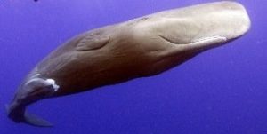spermwhale pottwal